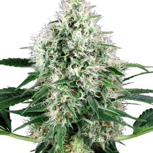 Pure Power Plant Auto, showcasing dense buds and rich trichome coverage.