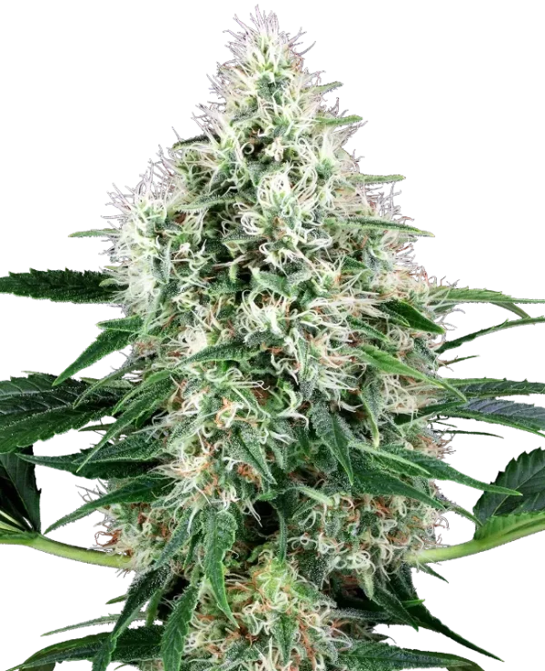 Pure Power Plant Auto, showcasing dense buds and rich trichome coverage.