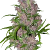 Purple Bud Auto strain with vibrant purple hues and dense, resinous flowers.