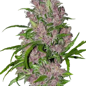 Purple Bud Auto strain with vibrant purple hues and dense, resinous flowers.