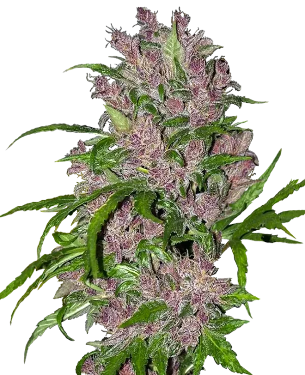 Purple Bud Auto strain with vibrant purple hues and dense, resinous flowers.