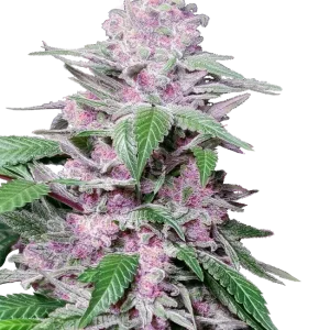 Purple Cookie Kush strain with vibrant purple and green buds covered in trichomes.