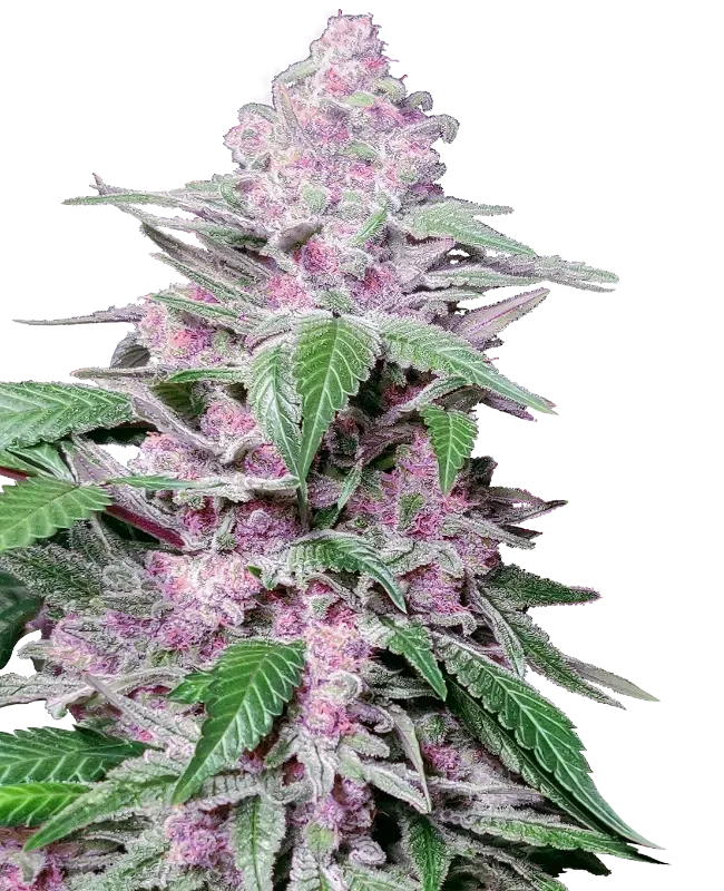 Purple Cookie Kush strain with vibrant purple and green buds covered in trichomes.