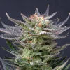 Purple Dream Auto Strain with beautiful deep purple tones and frosty buds.