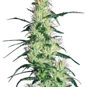 Purple Haze strain, highlighting its characteristic purple tones and dense buds