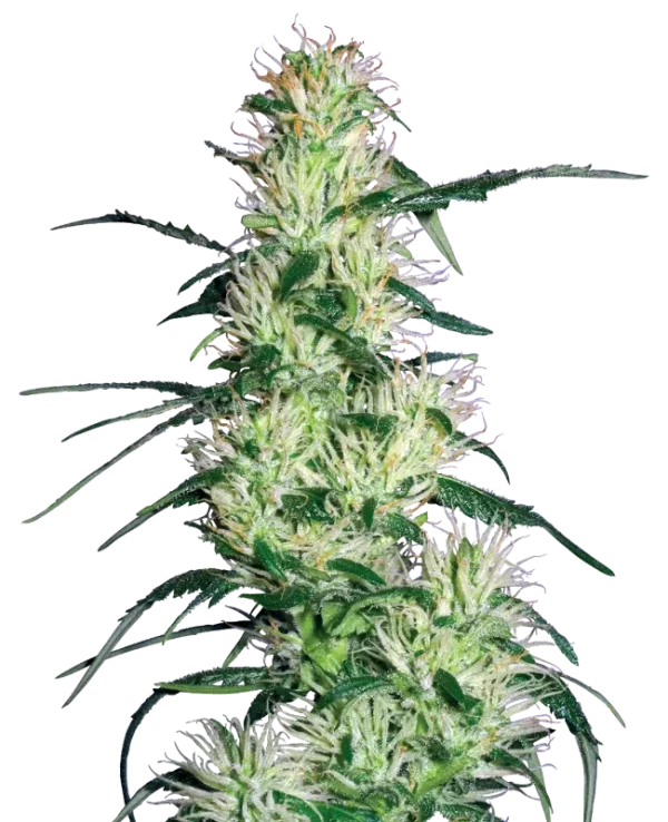 Purple Haze strain, highlighting its characteristic purple tones and dense buds