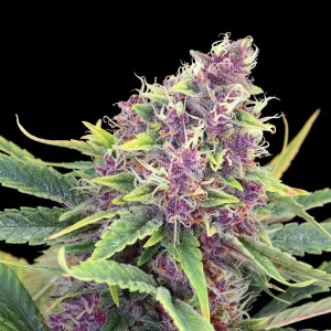 Purple Kush strain featuring striking purple buds with orange pistils.