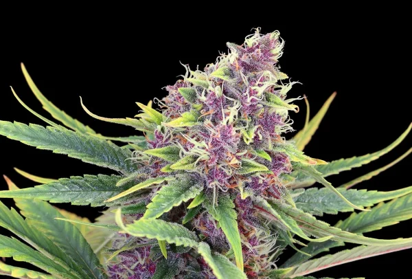 Purple Kush strain featuring striking purple buds with orange pistils.