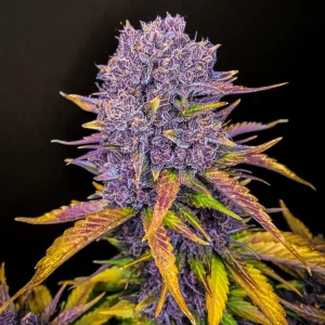 Purple Lemonade Auto cannabis plant with vibrant purple buds and yellow-tinted leaves against a blue background