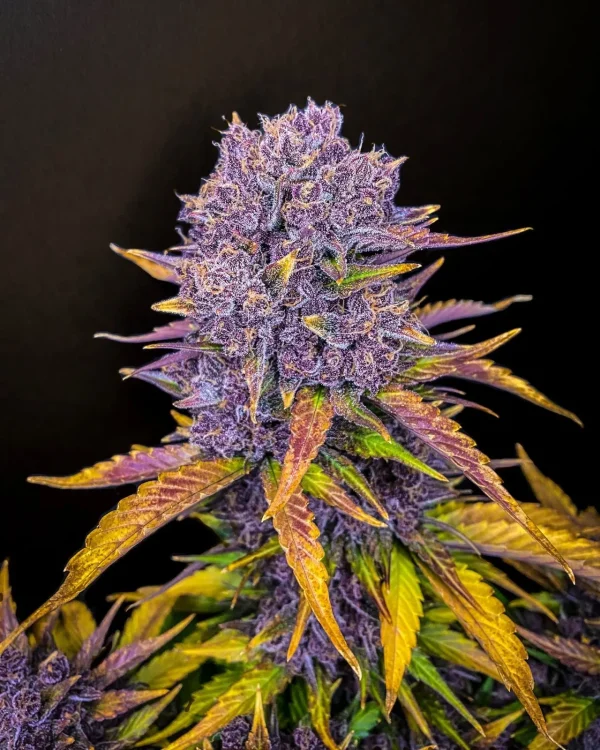 Purple Lemonade Auto cannabis plant with vibrant purple buds and yellow-tinted leaves against a blue background