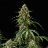 Tall, dense bud of Purple Lemonade Auto Strain covered in vibrant green leaves and frosty trichomes