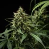 Macro shot of Purple Lemonade Auto Strain with deep green and purple-tinted leaves surrounding the buds.