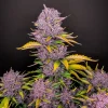 Detailed view of Purple Lemonade Auto cannabis buds with purple hues and contrasting green leaves