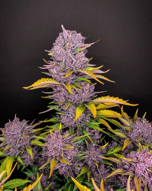 Detailed view of Purple Lemonade Auto cannabis buds with purple hues and contrasting green leaves