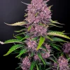 Close-up of Purple Lemonade Auto strain displaying dense purple buds with dark green leaves