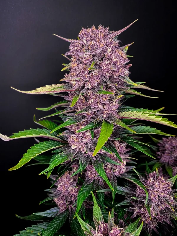 Close-up of Purple Lemonade Auto strain displaying dense purple buds with dark green leaves