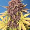 Purple Lemonade Auto plant with purple buds and green leaves, showcasing vivid colors and trichomes