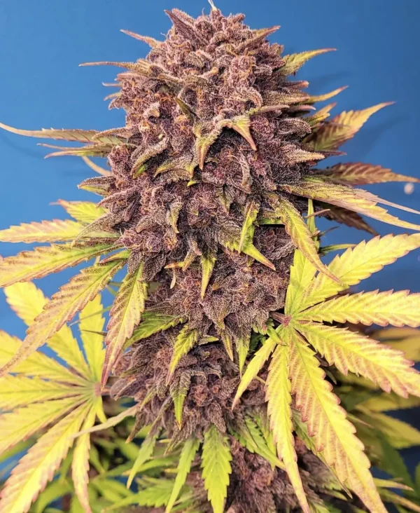 Purple Lemonade Auto plant with purple buds and green leaves, showcasing vivid colors and trichomes