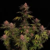 Purple Lemonade Strain with dense, frosty buds against a black background.