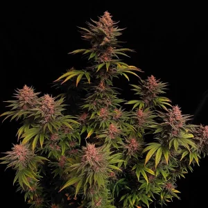 Purple Lemonade Strain with dense, frosty buds against a black background.