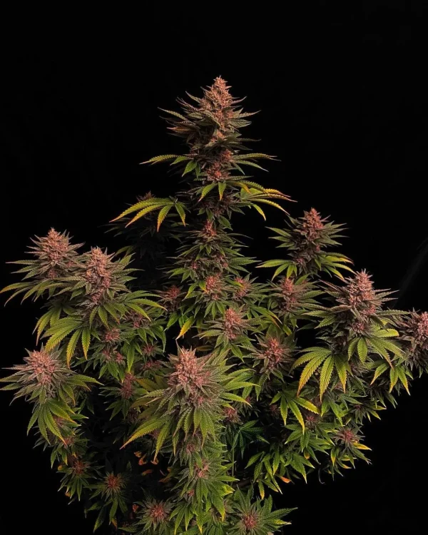 Purple Lemonade Strain with dense, frosty buds against a black background.