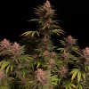 Full Purple Lemonade Strain plant showcasing vibrant pink buds and lush green foliage.