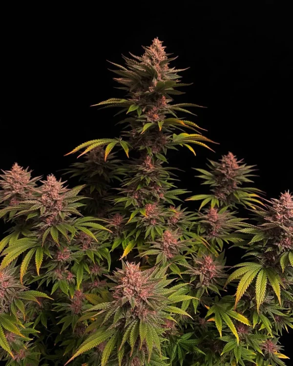 Full Purple Lemonade Strain plant showcasing vibrant pink buds and lush green foliage.