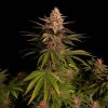 Close-up of Purple Lemonade Strain bud showing trichome-covered purple hues.