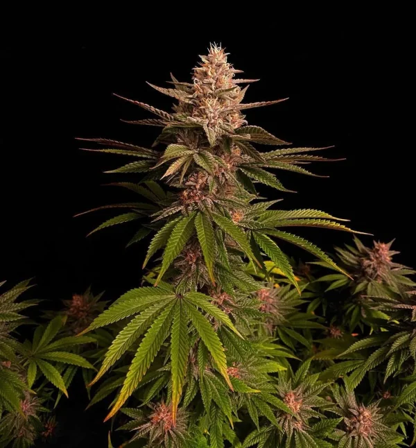 Close-up of Purple Lemonade Strain bud showing trichome-covered purple hues.
