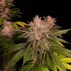 Purple Lemonade Strain flowers with deep purple buds and bright green leaves.