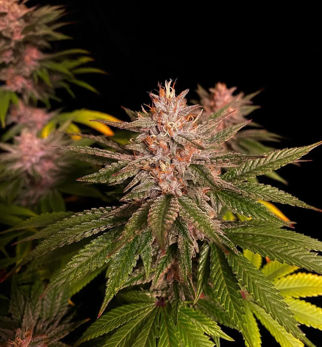 Purple Lemonade Strain flowers with deep purple buds and bright green leaves.