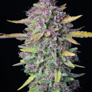 Dense Purple Punch Auto bud with vibrant purple and green hues, covered in frosty trichomes on a dark background