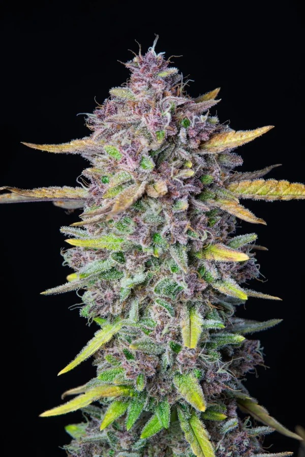 Dense Purple Punch Auto bud with vibrant purple and green hues, covered in frosty trichomes on a dark background