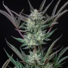 Vibrant purple and green leaves surrounding the compact buds of the Purple Punch Auto Strain.