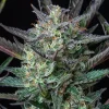 Purple Punch Auto Strain plant displaying rich trichome-covered buds against dark leaves.