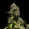 lose-up of Purple Punch Auto Strain’s frosty bud structure, showing hints of purple among the trichomes.