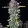 Close-up of Purple Punch Auto cannabis flower, showcasing deep purple tones, green leaves, and a heavy layer of trichomes