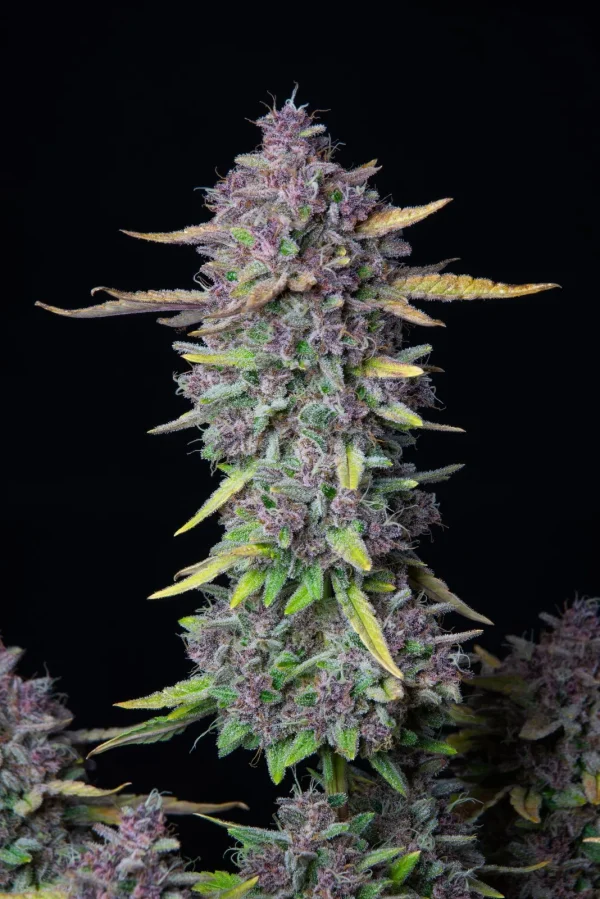 Close-up of Purple Punch Auto cannabis flower, showcasing deep purple tones, green leaves, and a heavy layer of trichomes