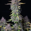 Tall Purple Punch Auto plant with dense purple buds and green foliage, highlighted against a black backdrop