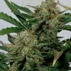 Multiple Purple Punch Auto plants with vibrant purple buds and resinous trichomes in an indoor grow setup