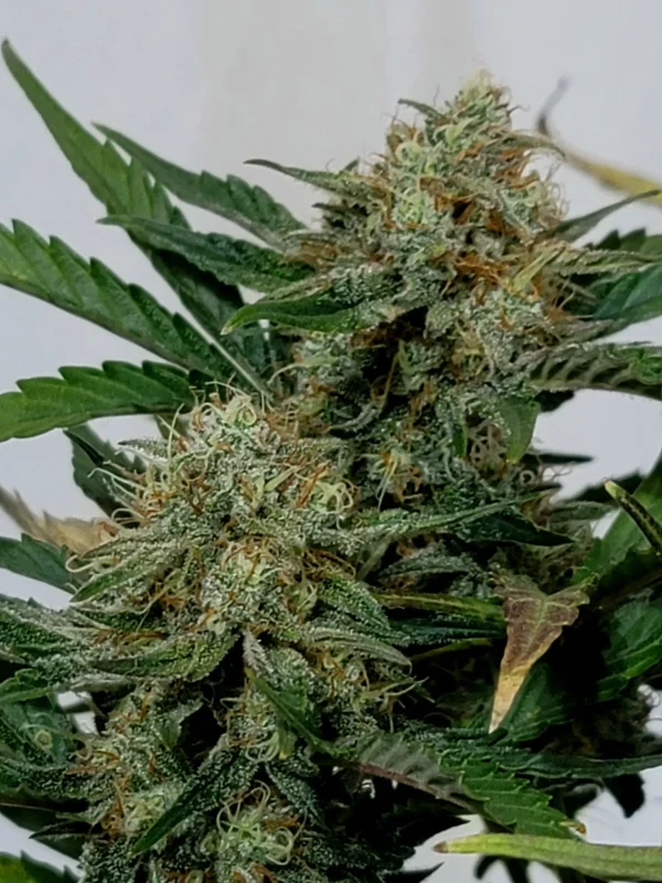Multiple Purple Punch Auto plants with vibrant purple buds and resinous trichomes in an indoor grow setup