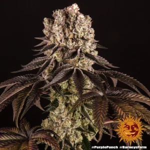 Detailed view of Purple Punch strain's bud structure, emphasizing its rich purple tones and crystal-like trichomes.