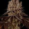 Flowering Purple Punch plant showcasing lush foliage and mature, trichome-covered buds.