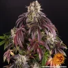 Close-up of Purple Punch bud highlighting its vibrant colors and resinous texture.