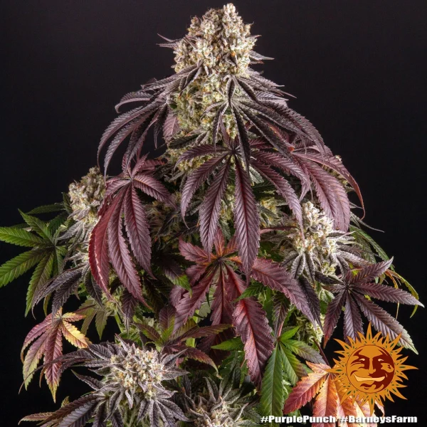 Close-up of Purple Punch bud highlighting its vibrant colors and resinous texture.