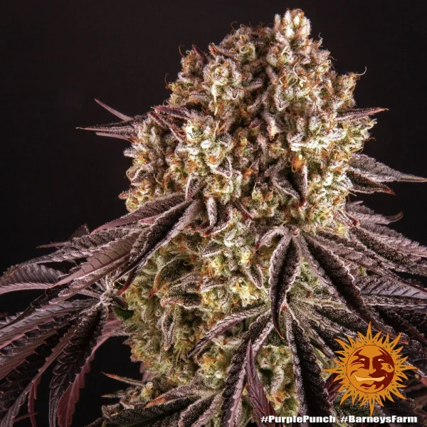 Purple Punch strain displaying dense, purple-hued buds with orange pistils and a frosty trichome layer.
