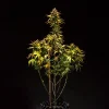 Full view of a Purple Queen Auto Strain plant with a tall, structured growth and rich purple leaves.
