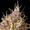 Macro shot of Purple Queen Auto Strain, highlighting its frosty trichomes and complex purple coloration.