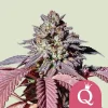 Dense Purple Queen Strain buds covered in sparkling trichomes and vibrant purple hues.