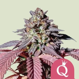 Dense Purple Queen Strain buds covered in sparkling trichomes and vibrant purple hues.